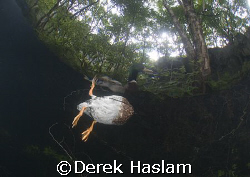 Duck from below. Vivian quarry. D200, 10.5mm. by Derek Haslam 
